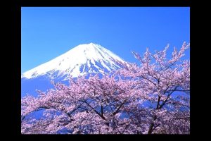 富士五湖の桜　河口湖にて