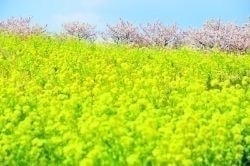 神奈川県富士見塚～篠窪の春めき桜