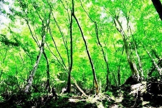 春を待ちわびた新緑の森