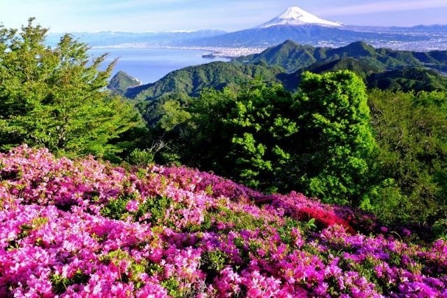 静岡県～葛城山のツツジと富士山の展望
