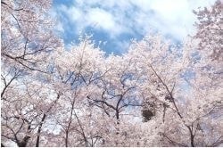 東京～奥多摩の山桜