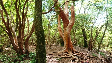 ヒメシャラの木々