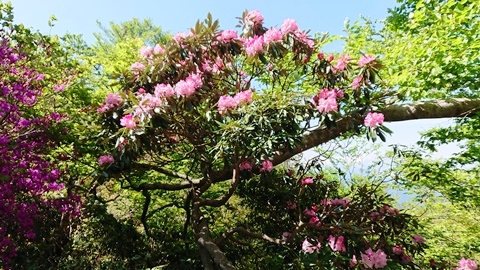 蕾が濃いピンク色の石楠花
