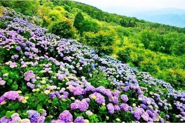 美の山の紫陽花