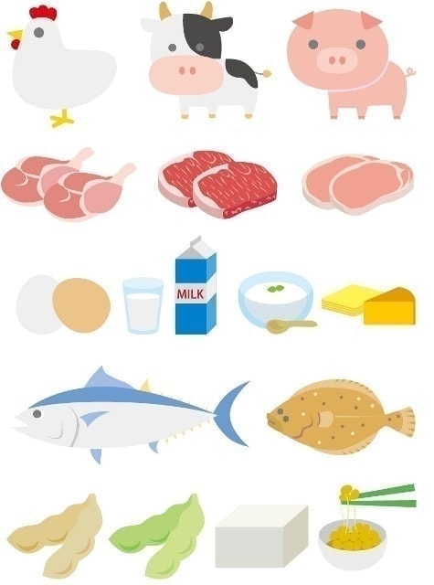 肉魚大豆などのタンパク質のイラスト