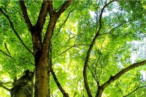 箱根 浅間山~モミジ回廊