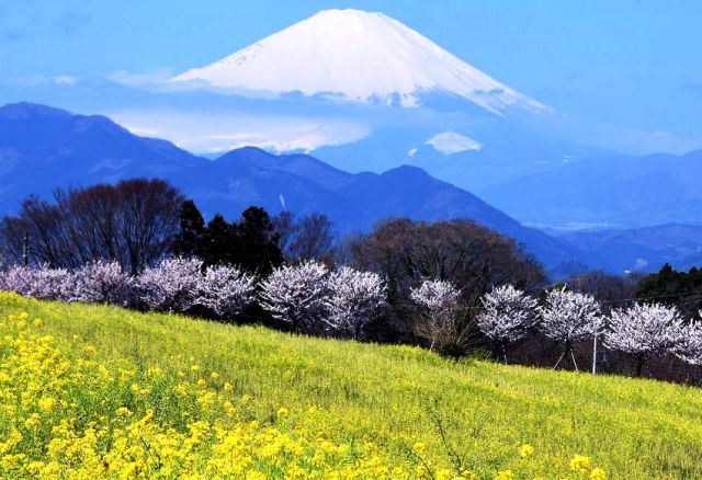 春爛漫の松田