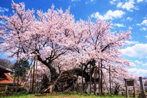 樹齢2000年 山高神代桜