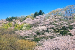 滝山丘陵 5000本桜